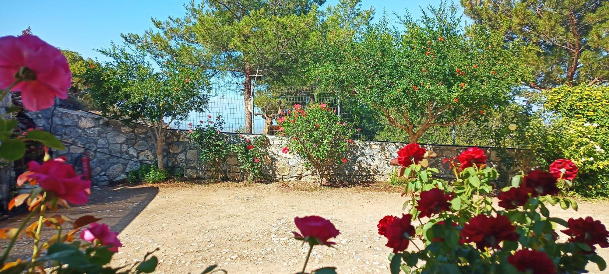 Dora'S House Villa Istrios Exterior photo